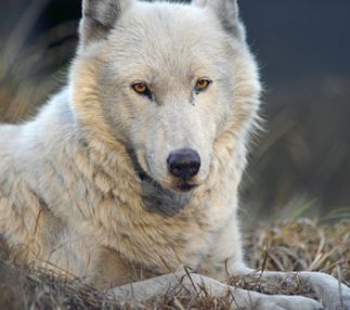 wolf haven internation wolf sanctuary in washington state animal day out with kids usa