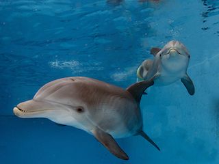 Clearwater marine aquarium