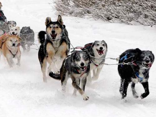 dogsled adventures wyoming fun for kids tours with dogs