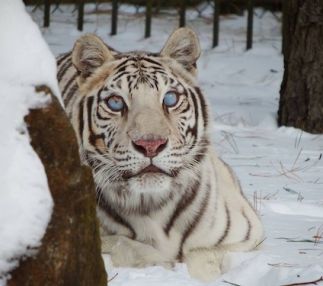 popcorn park zoo is an amazing new jersey zoo for kids to visit where animals are rescued and cared for