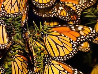 Buttefly wonderland