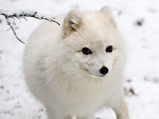Alaska zoo