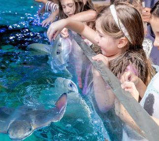Seaquest aquarium