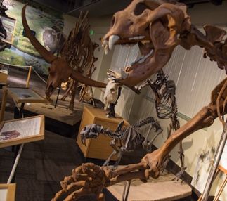 idaho museum of natural history