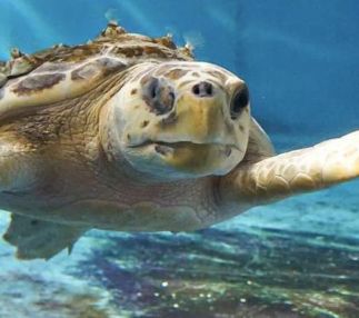 south carolina aqurium
