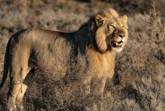 lion in wild
