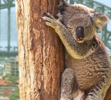 travelling australia with kids sydney harbour opera house vacation things to do with kids blog