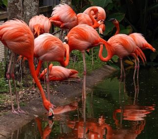 flamingo gardens botanical gardens wildlife sanctuary florida