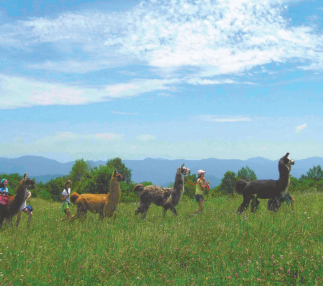 The Wandering Llamas