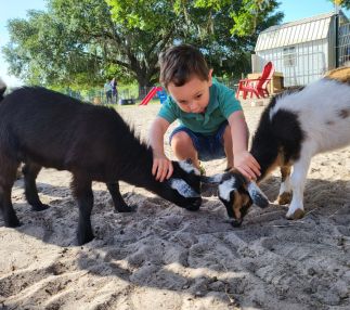 Pet animals