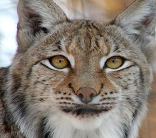 mill mountain zoo Roanoke virginia zoo fun for kids animal attractions