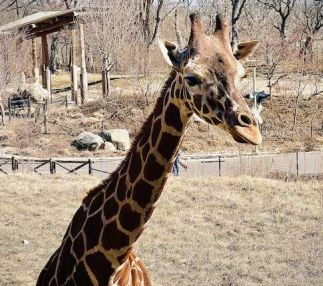 omaha's henry doorly zoo giraffe