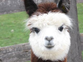 Infinity acres petting ranch