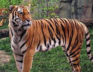 Indianapolis zoo