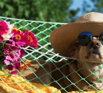 Dog enjoying a holiday