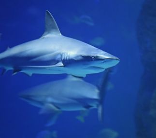  austin aquarium
