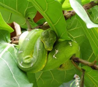  edisto island serpentarium