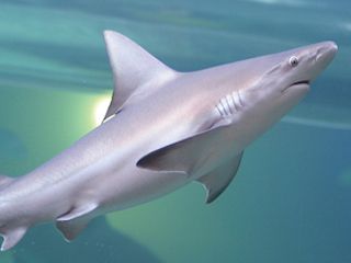 Golden nugget shark tank tours