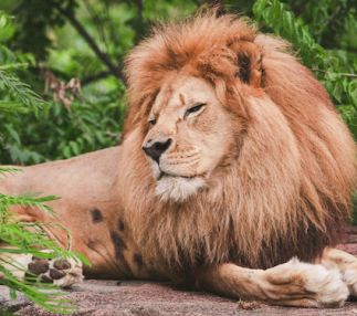 virginia zoo animal fun for kids birthday parties zoo experiences