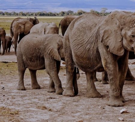 Elephants on Safari