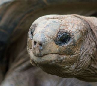 greenville zoo south carolina