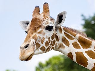 Elmwood park zoo