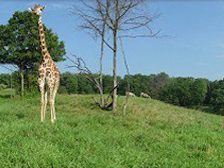 Binder park zoo