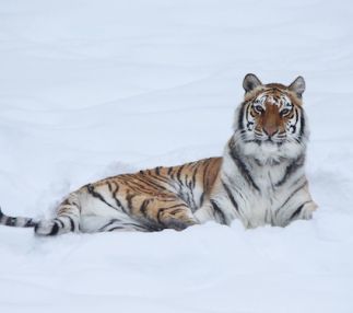  southwick zoo