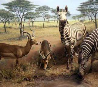 international wildlife museum arizona