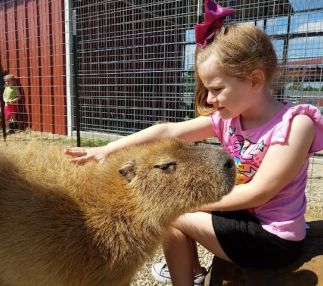 Gentle zoo