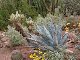 Desert Botanical Garden