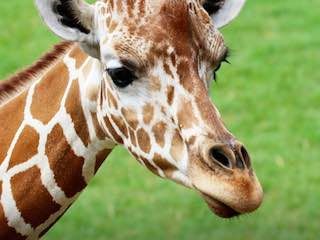 Tulsa zoo