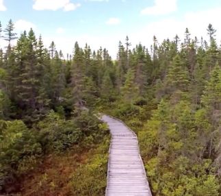 orono bog boardwalk in Maine is nature filled boardwalk through Bangor City Forest