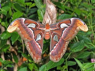 Butterfly place