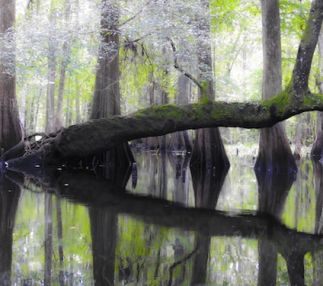 hillsborough river state park florida nature fun hiking canoeing