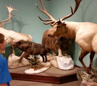 children's museum of northeast montana