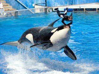 Seaworld orlando