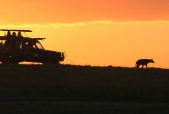 Sunset Safari in Africa