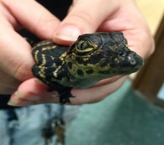 calusa nature center fort myers florida