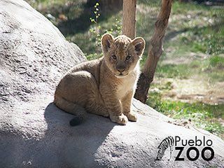 Pueblo zoo