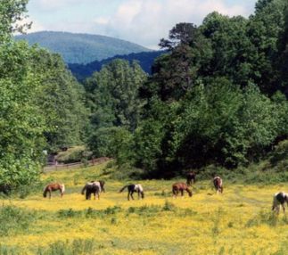 Gold city corral