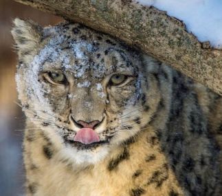 bronx zoo