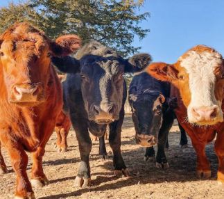 gentle barn cows