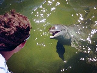 Dolphin and snorkel
