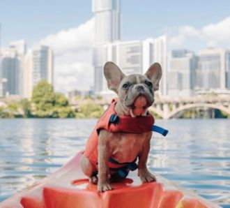 dog on canoe wearing lifejacket