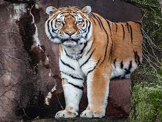Lincoln park zoo