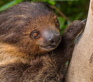 san diego zoo