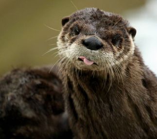 Otter