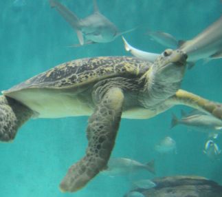 Audubon Aquarium of the Americas  A great idea for things to do with toddlers in New Orleans