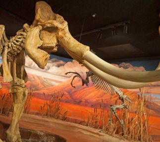 Nevada State Museum | Carson City